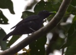 Black Cicadabird
